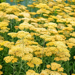 Achillea 'terracotta' Terracotta-to-yellow Flowering Perennial | 3 x 9cm
