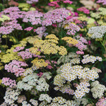 Hayloft Achillea Mix - Pack Of 5 Bare Roots