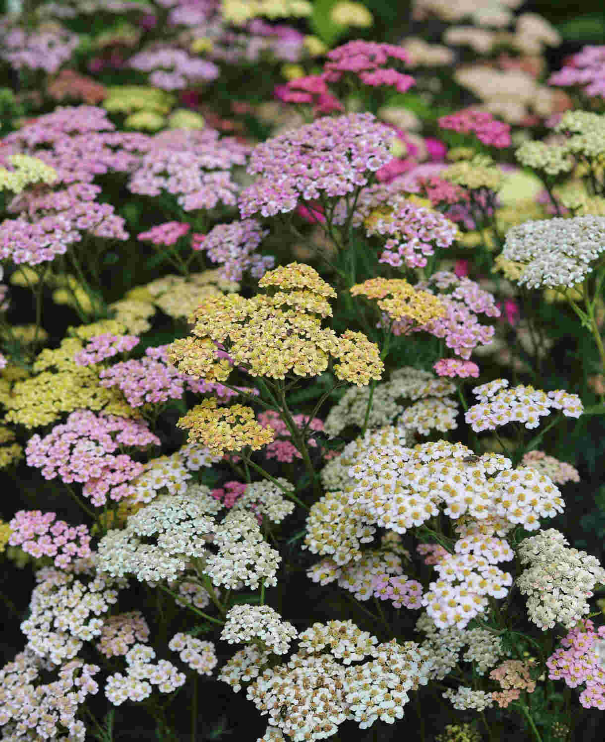 Hayloft Achillea Mix - Pack Of 5 Bare Roots