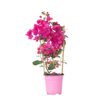 Paper Flower - Height 50-60cm - ⌀17cm | Set of 1 | Pink