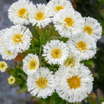 Leucanthemum 'real Snowball' Plant - 50cm Hardy Perennial | 1 x 9cm | Green & White