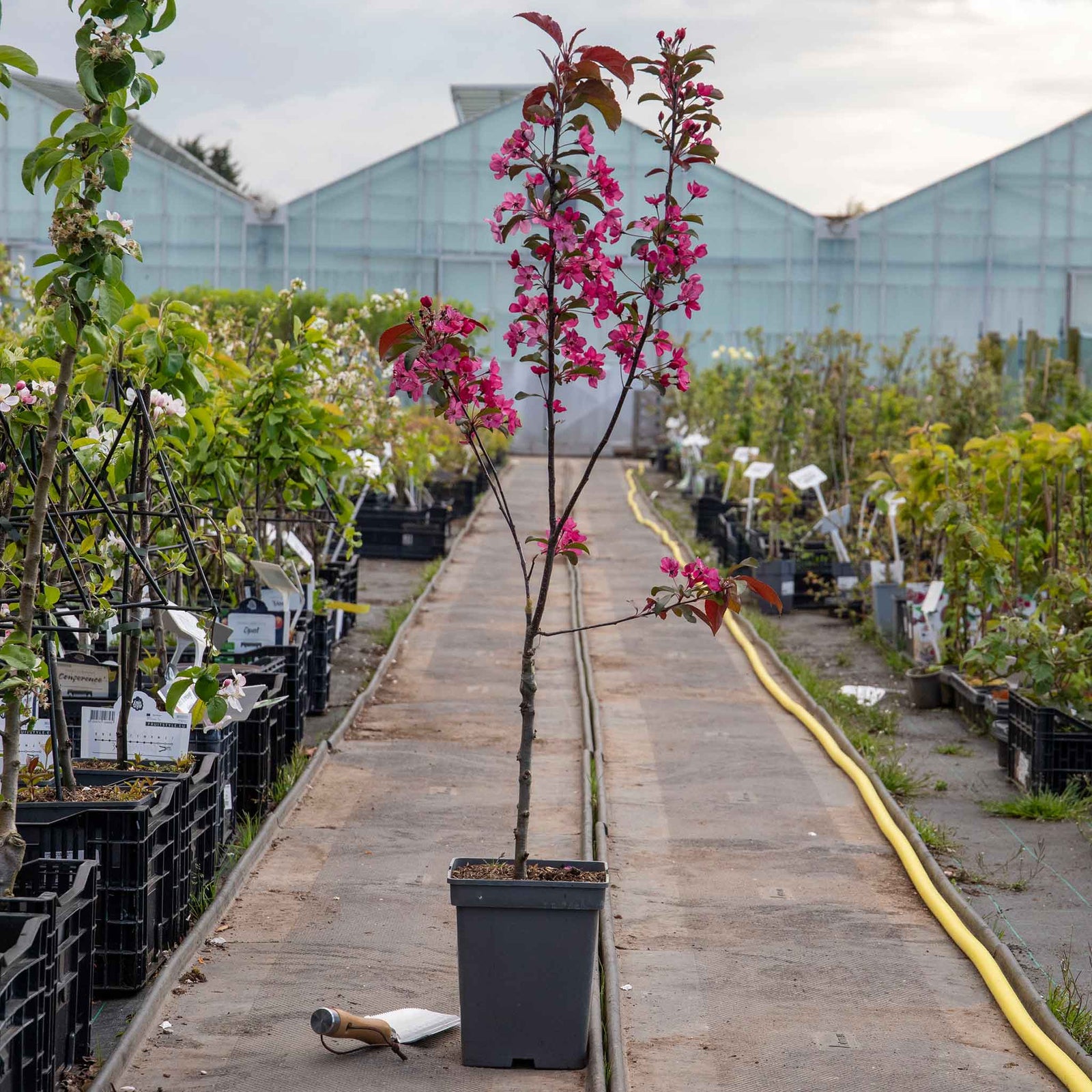 Malus 'liset' Dwarf Patio Crab Apple Tree | 1 x 5L | Rose Pink