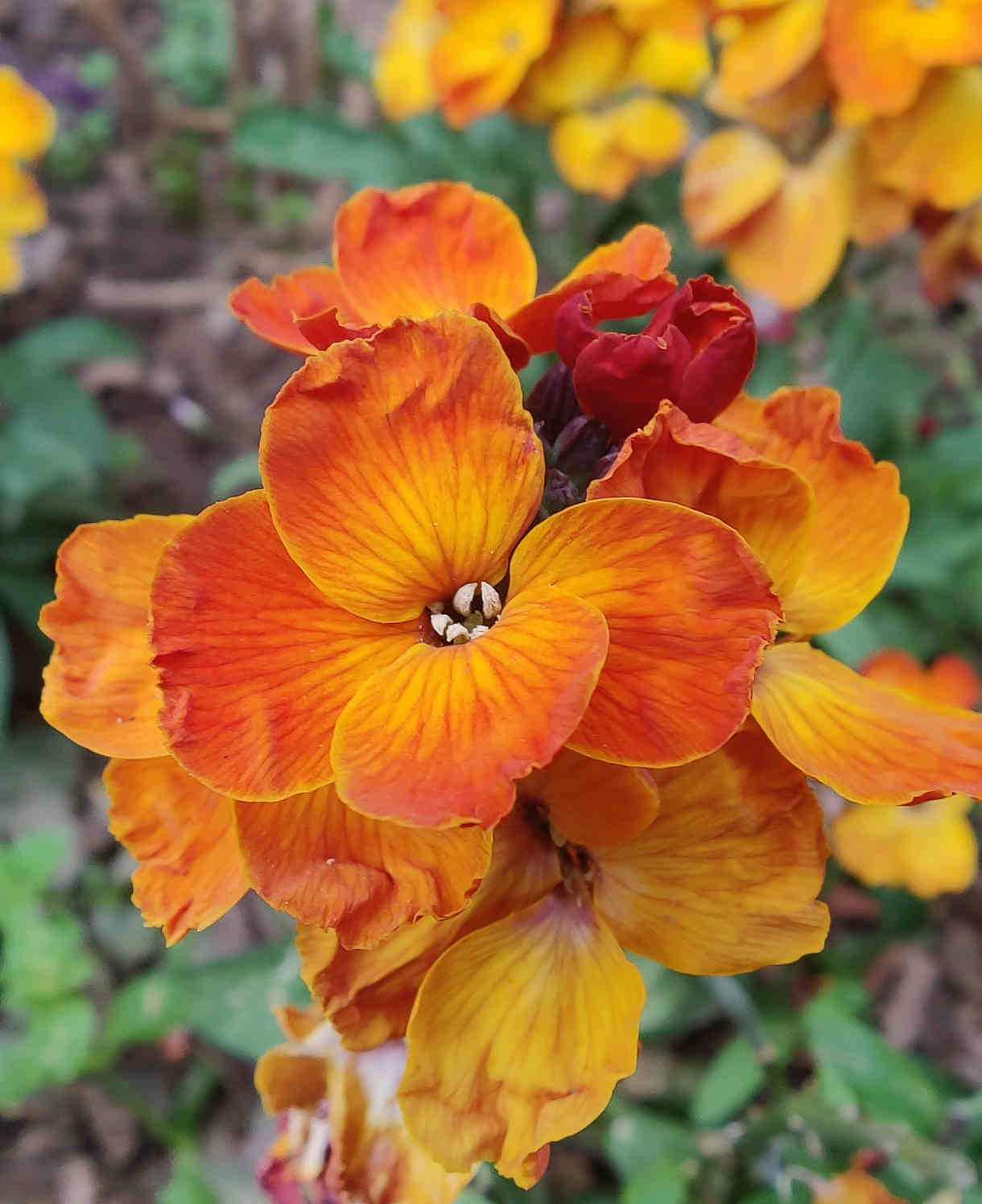 Hayloft Elaborate Erysimum Collection - Perennial Wallflowers 5 Young Plants (1 Of Each)