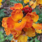 Elaborate Erysimum Collection - Perennial Wallflowers 5 Young Plants (1 Of Each)