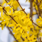 Spring Saver Collection - 5 Plants For Spring Interest