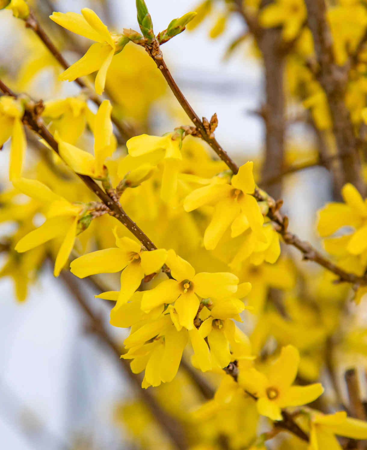 Spring Saver Collection - 5 Plants For Spring Interest