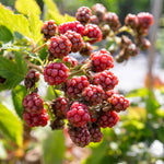 Blackberry 'tiny Black' Compact Thornless Patio Plant | 1 x 2L