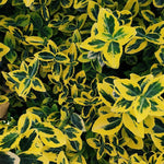 Direct Plants Euonymus Emerald & Gold Evergreen Garden Shrub Plant