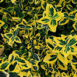 Euonymus Emerald & Gold Evergreen Garden Shrub Plant
