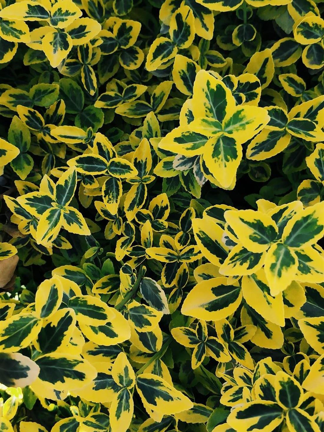 Euonymus Emerald & Gold Evergreen Garden Shrub Plant