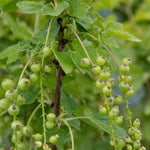 Redcurrant 'jonkheer Van Tets' | 1 x 3L | Red