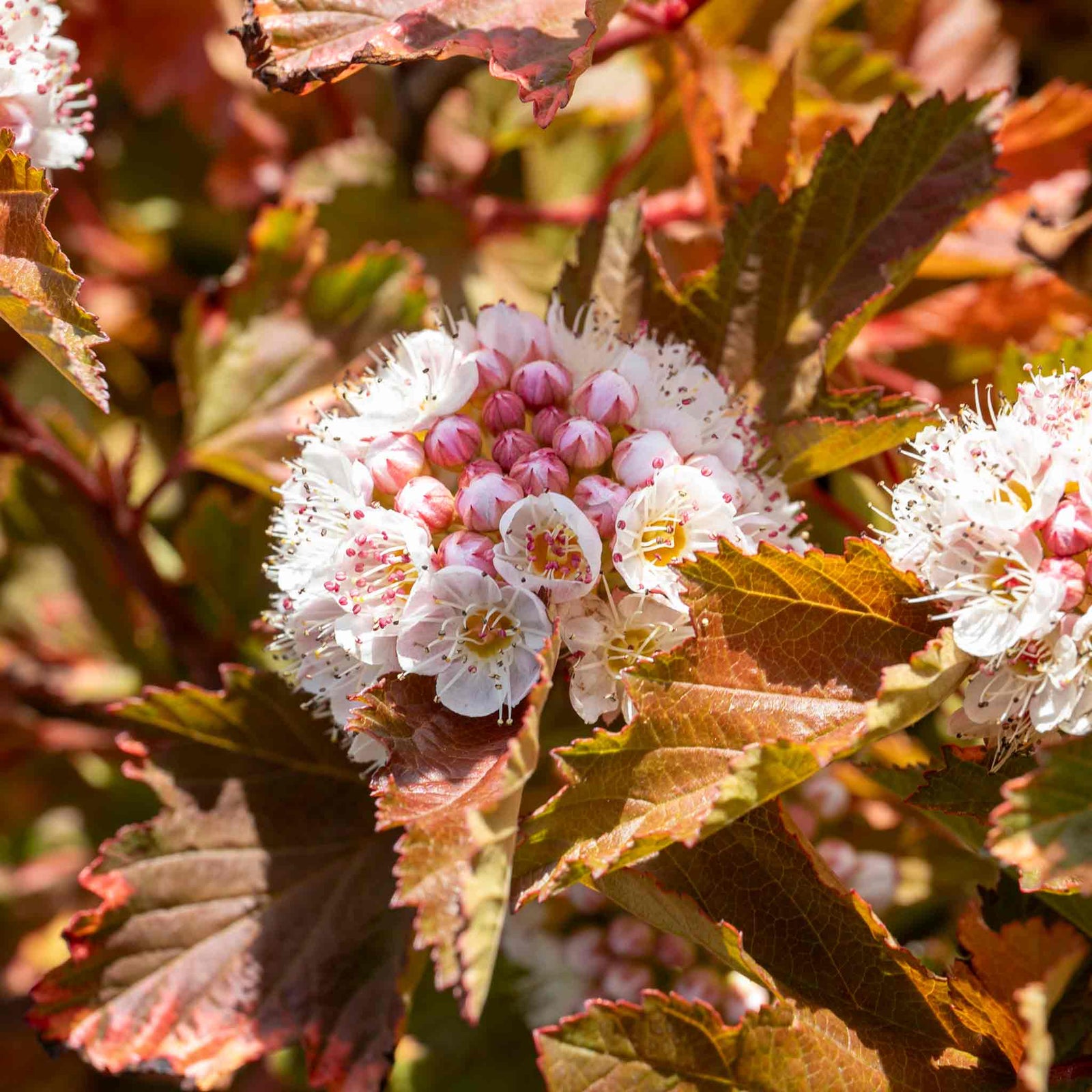 Physocarpus 'magic Ball' Compact Colour-changing Shrub | 1 x 3L