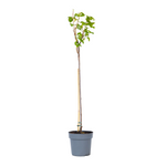 Blackcurrant Plant - Ribes Nigrum 'Titania' - Height 90-100cm - ⌀21cm | Set of 2 | Green