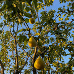 Pyrus Du Comice Pear Fruit Tree 4-5ft Tall Juicy Dessert Pear