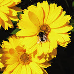 Thompson & Morgan Coreopsis 'Golden Joy' 1 x 9cm pots