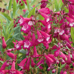 Penstemon 'pensham Amelia Jayne' Deep Pink Perennial For Borders & Containers | 6 x Jumbo Plugs | Deep Pink
