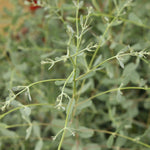 Eucalyptus Gunnii France Bleu - Dwarf Gum Tree - 8cm Pot | Set of 1 | Antique White