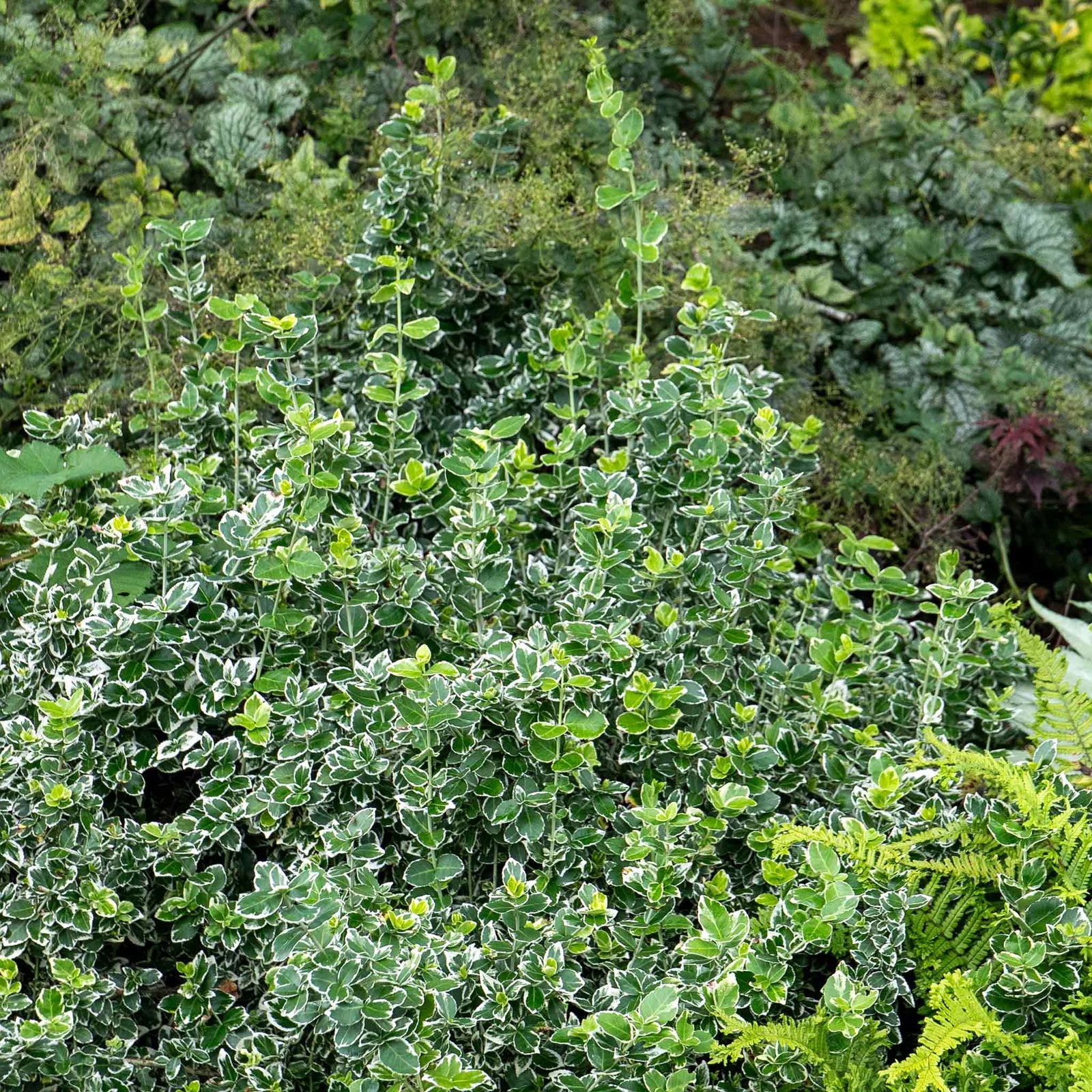 Euonymus Fortunei 'emerald Gaiety' Variegated Evergreen Groundcover | 1 x 3L | Green & White