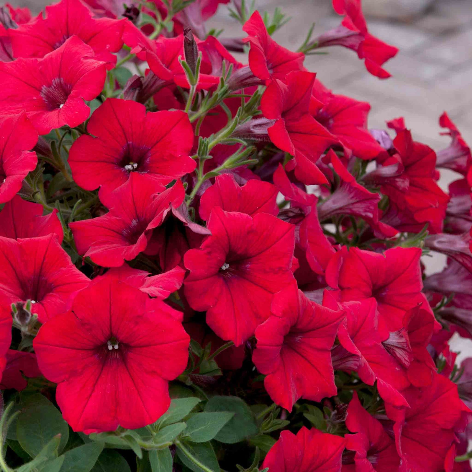 Petunia Surfinia 'deep Red' Plug Plant | 6 x Plug Plants | Deep Red
