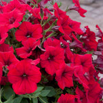 Petunia Surfinia 'deep Red' Plug Plant | 12 x Plug Plants | Deep Red