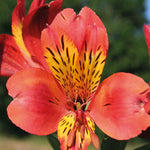 Hayloft Alstroemeria Majestic Garden 'brissac' 3 X 9cm Pots