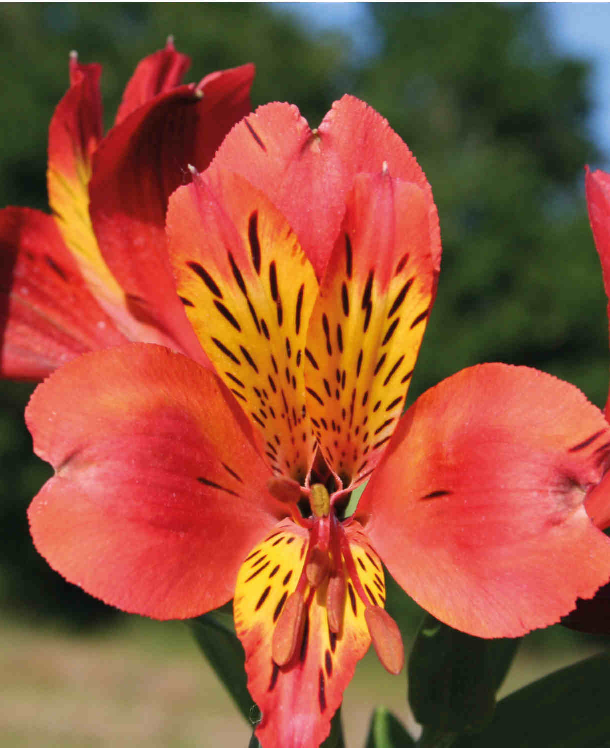 Hayloft Alstroemeria Majestic Garden 'brissac' 3 X 9cm Pots