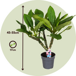 Frangipani - 2 Pcs. - Plumeria Rubra - Height 45-55cm - ⌀17cm | Set of 2 | Pink