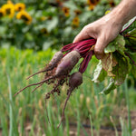 Beetroot Cylindra | 450 Seeds