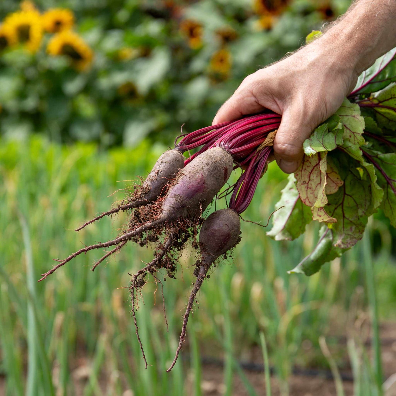 Beetroot Cylindra | 450 Seeds