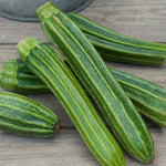 Courgette 'romanesco Latino' - Ribbed, High-yield Summer Variety | 6 x Jumbo Plugs | Green