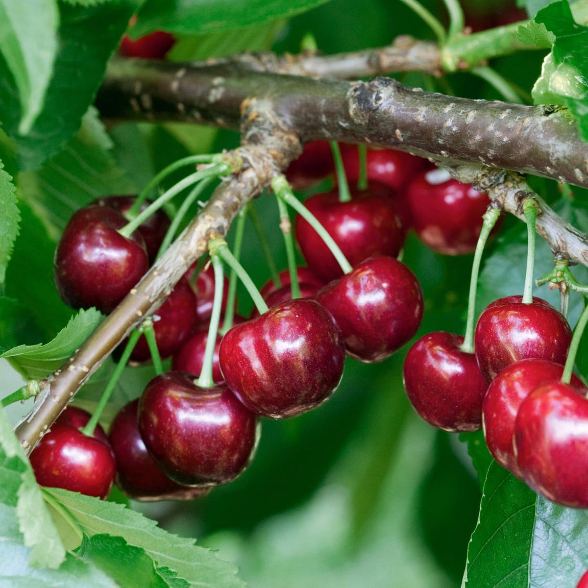 Cherry Tree 'van' (patio Sweet Dessert Cherry) | 1 x 2L | Red