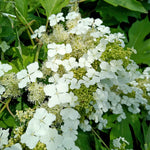 Hydrangea Querc. 'ice Crystal' Compact Oakleaf Hydrangea With Pure White Flowers | 1 x 3L | White