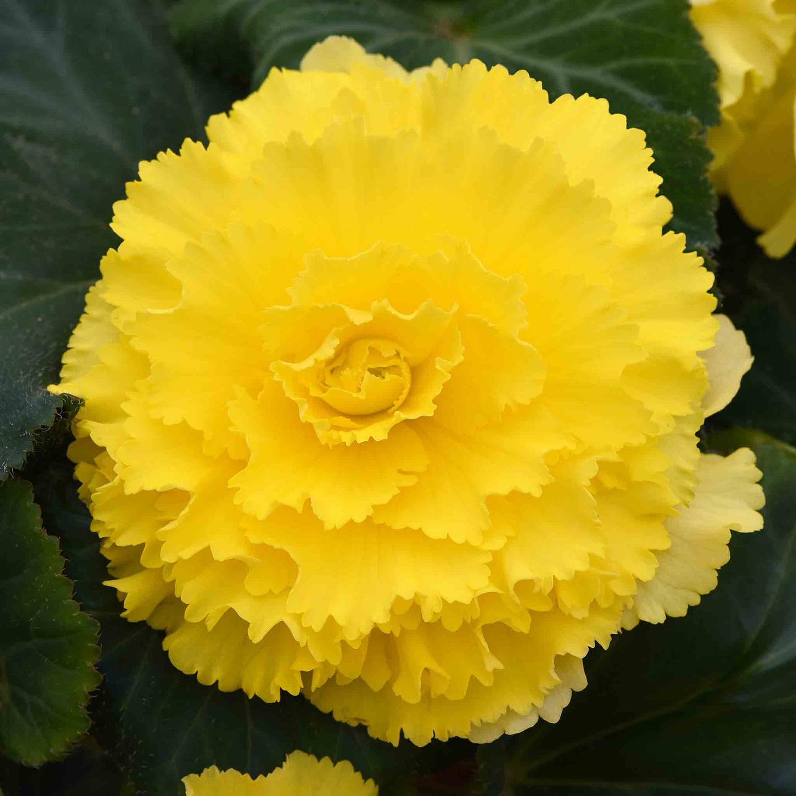 Begonia 'majestic Yellow' - Large Yellow Bedding Plant | 12 x Plug Plants | Yellow