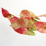 Artificial 35cm Trailing Hanging Plant Realistic Pink Splash Caladium