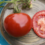 Grafted Cordon Tomato 'rondobella' - Late Blight Tolerant Large Red Salad Tomato 7cm Plant | 1 x 7cm