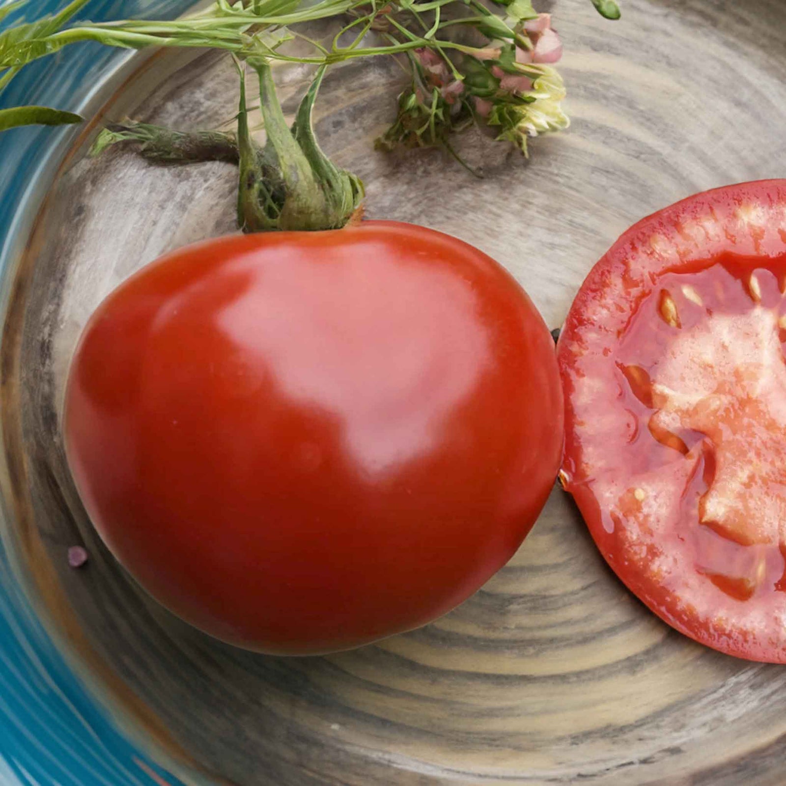 Grafted Cordon Tomato 'rondobella' - Late Blight Tolerant Large Red Salad Tomato 7cm Plant | 1 x 7cm