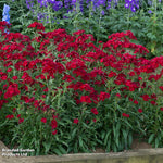 Thompson & Morgan Dianthus (pinks) Rocking Red - Plants