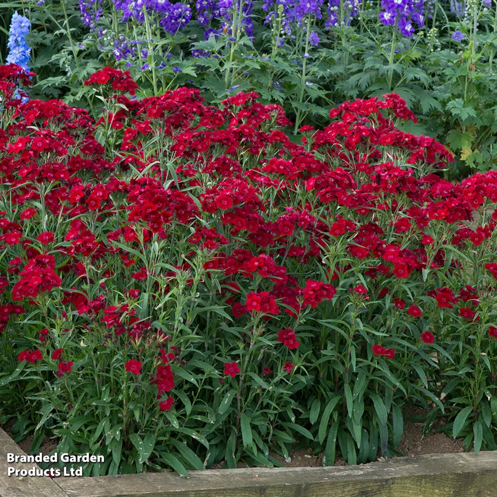Thompson & Morgan Dianthus (pinks) Rocking Red - Plants