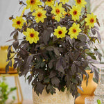 Hayloft Dahlia Mystic Collection - Dark Foliage And Vibrant Flowers 3 Xl Plug Plants