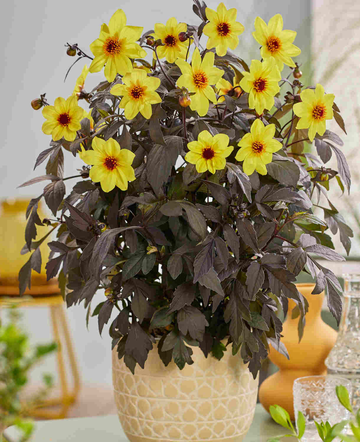 Hayloft Dahlia Mystic Collection - Dark Foliage And Vibrant Flowers 3 Xl Plug Plants