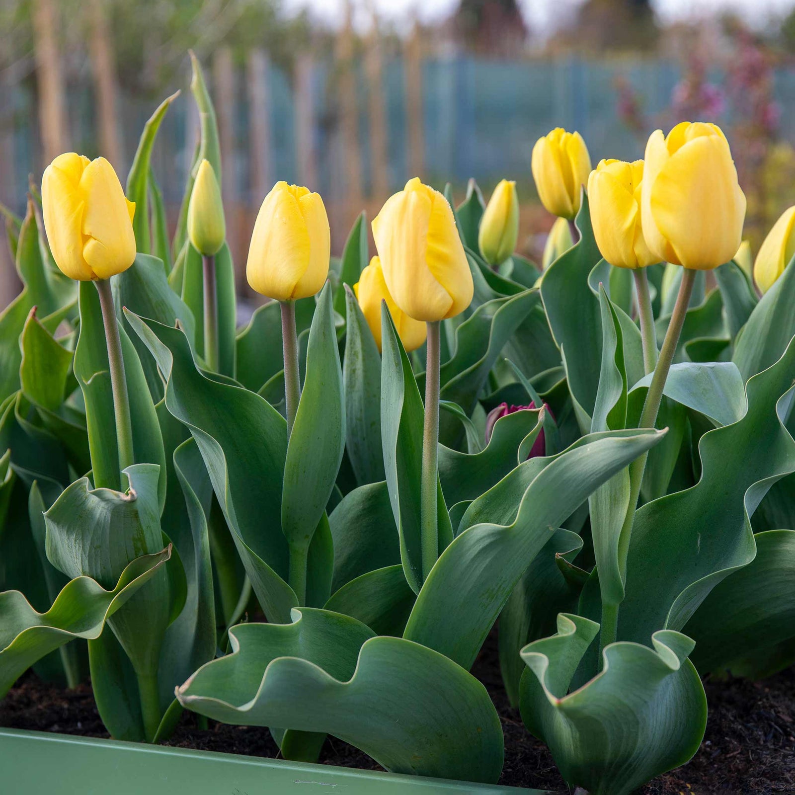 Tulip World Friendship — Primrose Yellow | 10 x Bulbs | Yellow