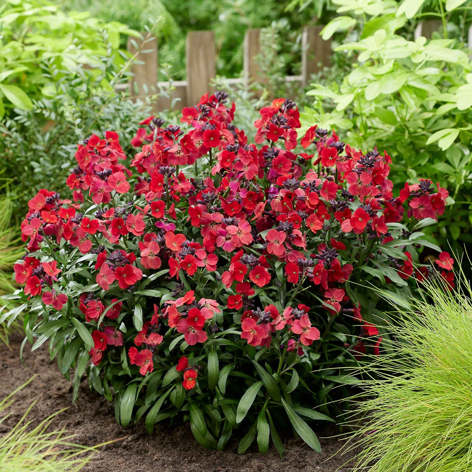 Erysimum 'colour Vibe Red' , Hardy Evergreen Perennial, Pollinator-friendly | 1 x 2L | Deep Red