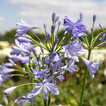 Agapanthus 'blue Storm' Compact Violet-blue Perennial | Set of 1