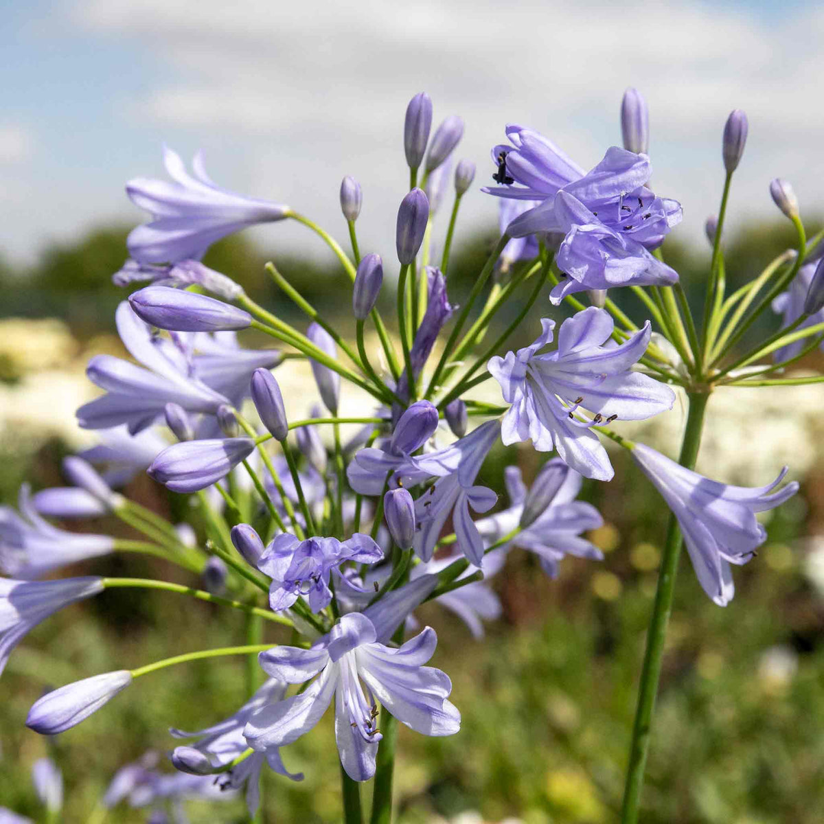 Agapanthus 'blue Storm' Compact Violet-blue Perennial | Set of 1