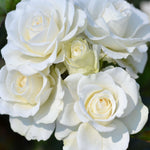 Precious Rosa Collection - Bare Root Plants | 9 x Bare Root | Mixed