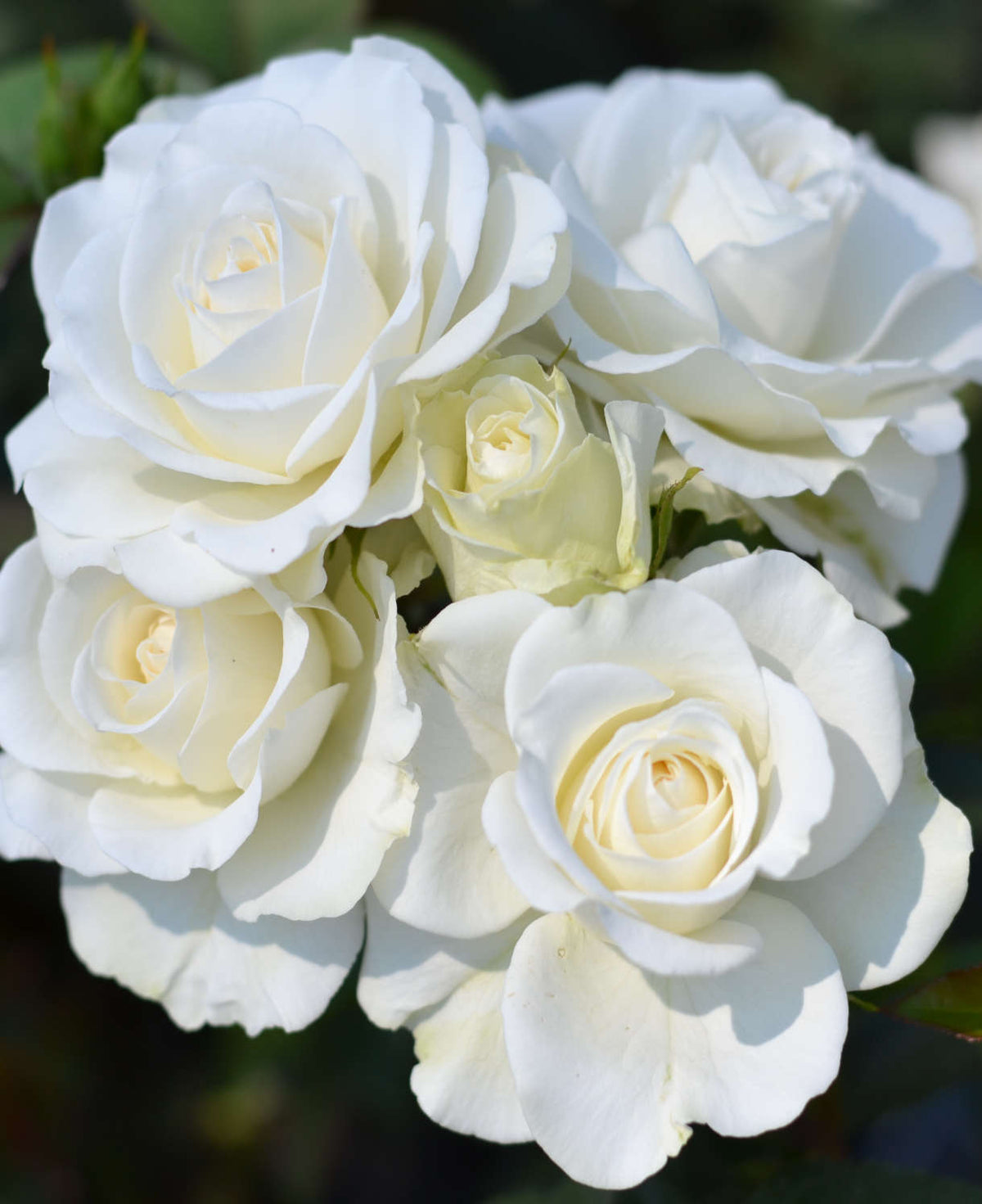 Precious Rosa Collection - Bare Root Plants | 9 x Bare Root | Mixed