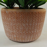 22cm Honey Plant Dark Green In Terracotta Pot