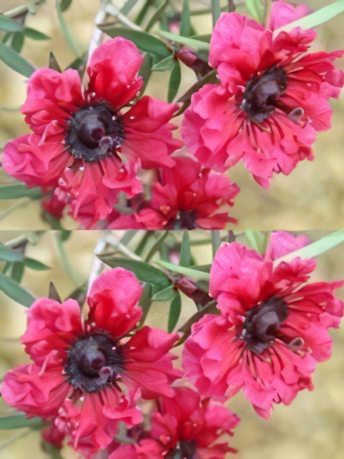 Direct Plants Leptospermum Red Damask Evergreeen Shrub Plant Supplied In A 9cm Pot