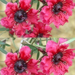 Leptospermum Red Damask Evergreeen Shrub Plant Supplied In A 9cm Pot