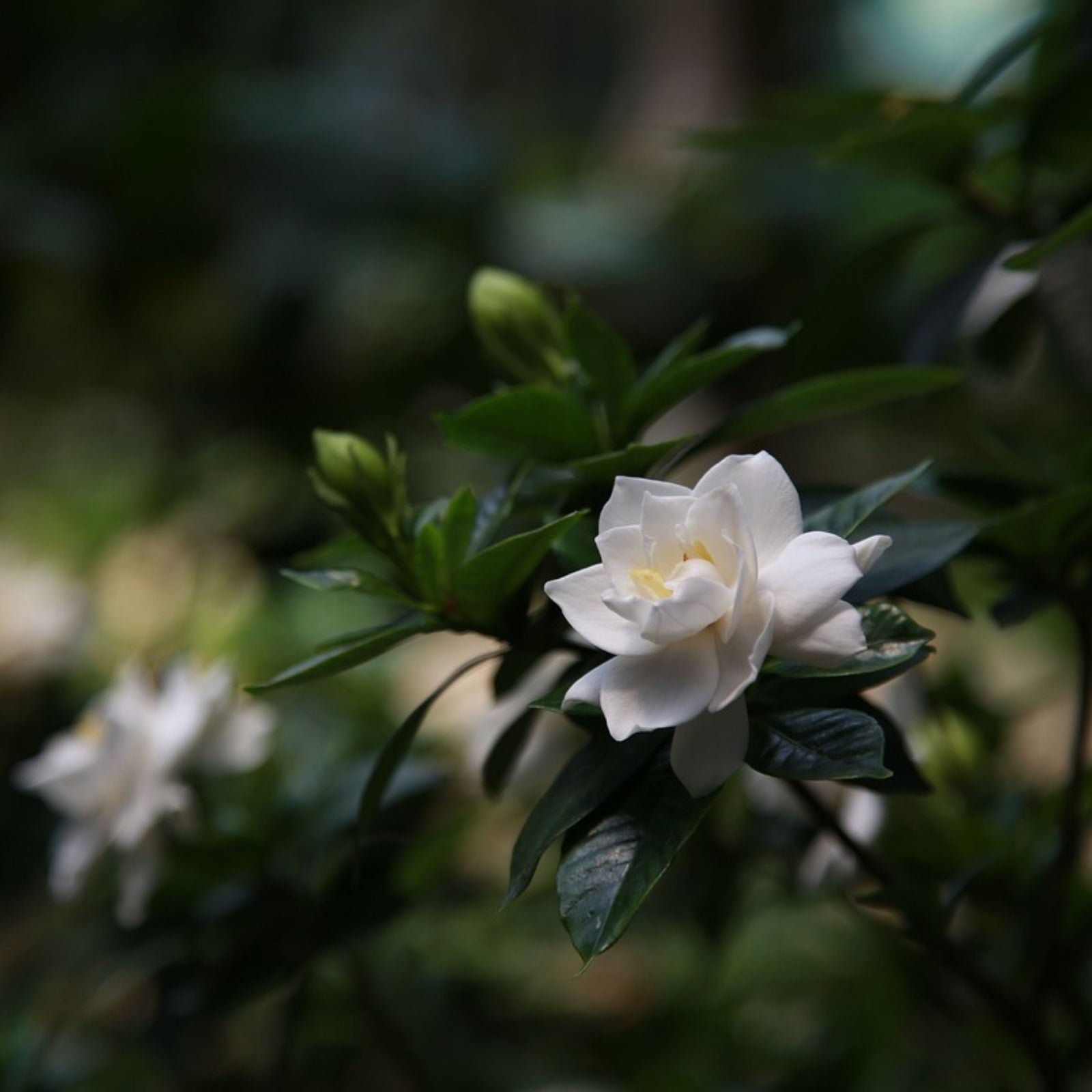Cape Jasmine - 2 Pcs. - Gardenia Jasminoides - Height 20-30cm - ⌀13cm | Set-of-2 | White